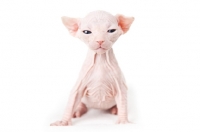 Picture of 3 week old Sphynx kitten