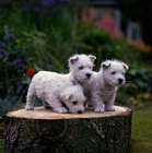 Picture of 3 west highland white terrier puppies on log