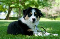 Picture of 4 month australian shepherd dog with stick