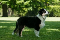 Picture of 4 month australian shepherd dog, side view