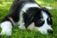 Picture of 4 month old australian shepherd dog, lying on grass