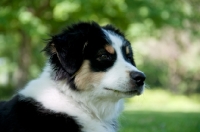Picture of 4 month old australian shepherd dog, portrait