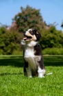 Picture of 4 month old australian shepherd dog sitting in park