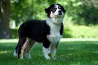 Picture of 4 month old australian shepherd dog