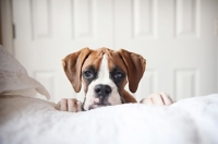 Picture of 4 month old boxer at home