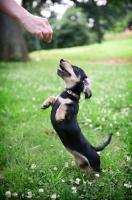 Picture of 4 month old long-haired dachshund puppy