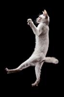Picture of 4 month old Peterbald cat, balancing