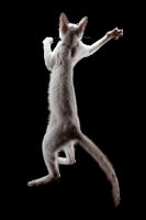 Picture of 4 month old Peterbald cat, jumping