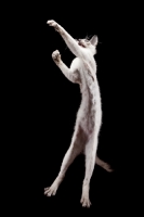 Picture of 4 month old Peterbald cat, reaching