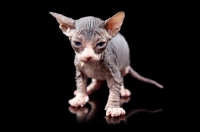 Picture of 4 week old Sphynx kitten on black background