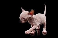 Picture of 4 week old Sphynx kitten walking on black background