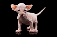 Picture of 4 week old Sphynx kitten