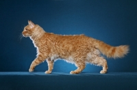 Picture of 4 year old Red Mackerel Tabby LaPerm male walking left, profile, on teal background.