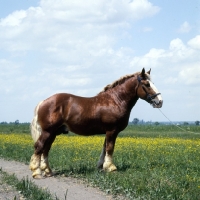 Picture of 5734 szentegÃ¡t-7, murakozi stallion in hungary