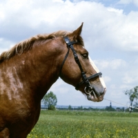 Picture of 5734 szentegÃ¡t-7, murakozi stallion in hungary head study
