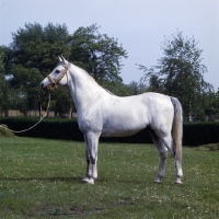 Picture of 5854 Shagya XXXV1, Shagya Arab stallion full body 