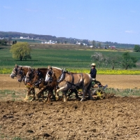 Picture of 5 Amish horses cultivating field