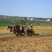 Picture of 5 Amish horses cultivating field