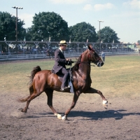 Picture of 5 gaited american saddlebred ridden in saddle seat style, pace gait, at st quentin show, usa