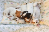 Picture of 5 jack russell puppies sleeping together