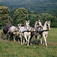 Picture of 5 Lipizzaner mares driven in pickaxe formation at Szilvasvarad,