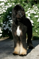 Picture of 5 month old Afghan Hound, near flowers