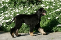 Picture of 5 month old Afghan Hound, side view
