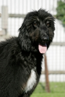 Picture of 5 month old Afghan Hound