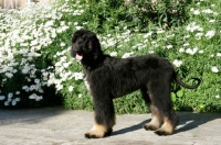 Picture of 5 month old Afghan Hound