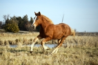 Picture of 5 month old Belgian filly galloping in field
