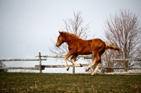 Picture of 5 month old Belgian filly galloping along fenceline