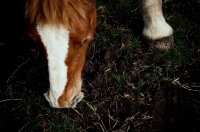 Picture of 5 month old Belgian filly grazing in shade