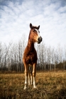 Picture of 5 month old Belgian filly standing in field