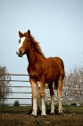 Picture of 5 month old Belgian filly standing in field