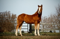 Picture of 5 month old Belgian filly standing in field