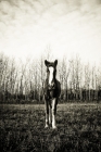 Picture of 5 month old Belgian filly standing in front of tree line