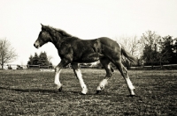 Picture of 5 month old Belgian filly trotting up hill