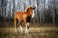 Picture of 5 month old Belgian filly walking along tree line