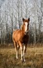Picture of 5 month old Belgian filly walking towards camera