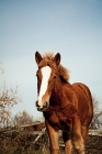 Picture of 5 month old Belgian filly 