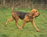 Picture of 5 month old Bloodhound puppy, trotting
