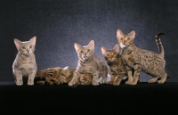 Picture of 5 Ocicat kittens, with one peaking through