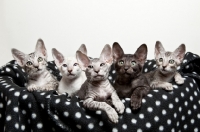 Picture of 5 Peterbald kittens resting