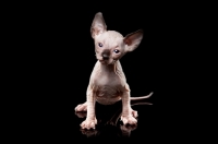 Picture of 5 week old Sphynx kitten on black background