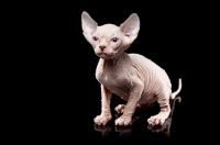 Picture of 5 week old Sphynx kitten