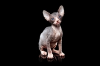 Picture of 5 week old Sphynx kitten