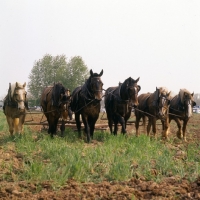 Picture of 6 Amish horses cultivating field