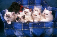 Picture of 6 Birman kittens