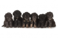 Picture of 6 black Bedlington Terrier puppies