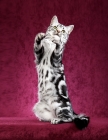 Picture of 6 month old Black Silver Classic Tabby American Shorthair male kitten balanced on rear feet, front paws outstretched.